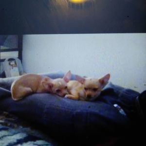 Meet your Posher, Patsy